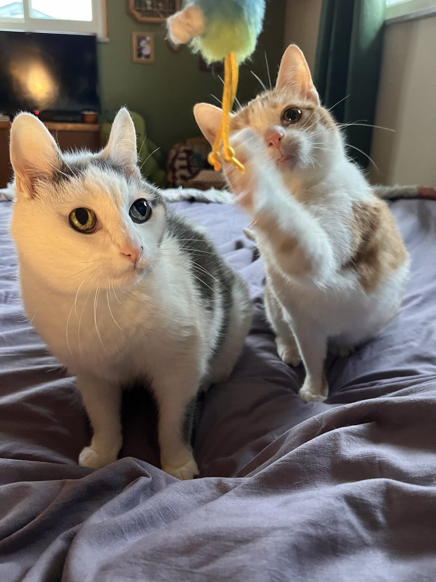 norberg & co tweet media