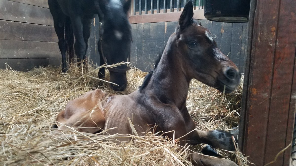 Shawn Freitas tweet media