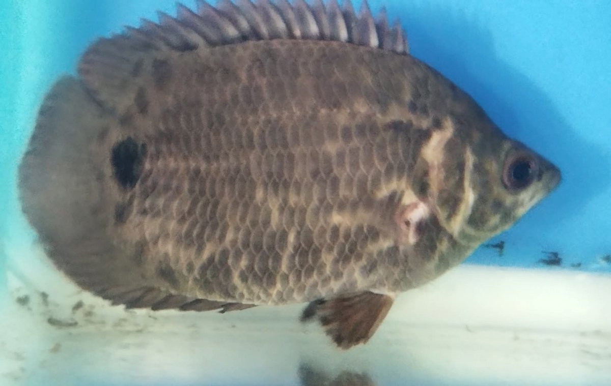 Inari One tweet media