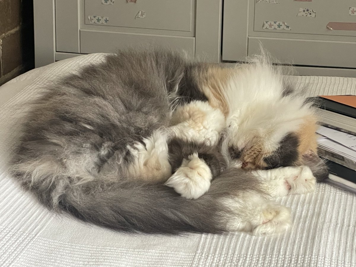 𝓓𝓪𝓷𝓲 tweet media