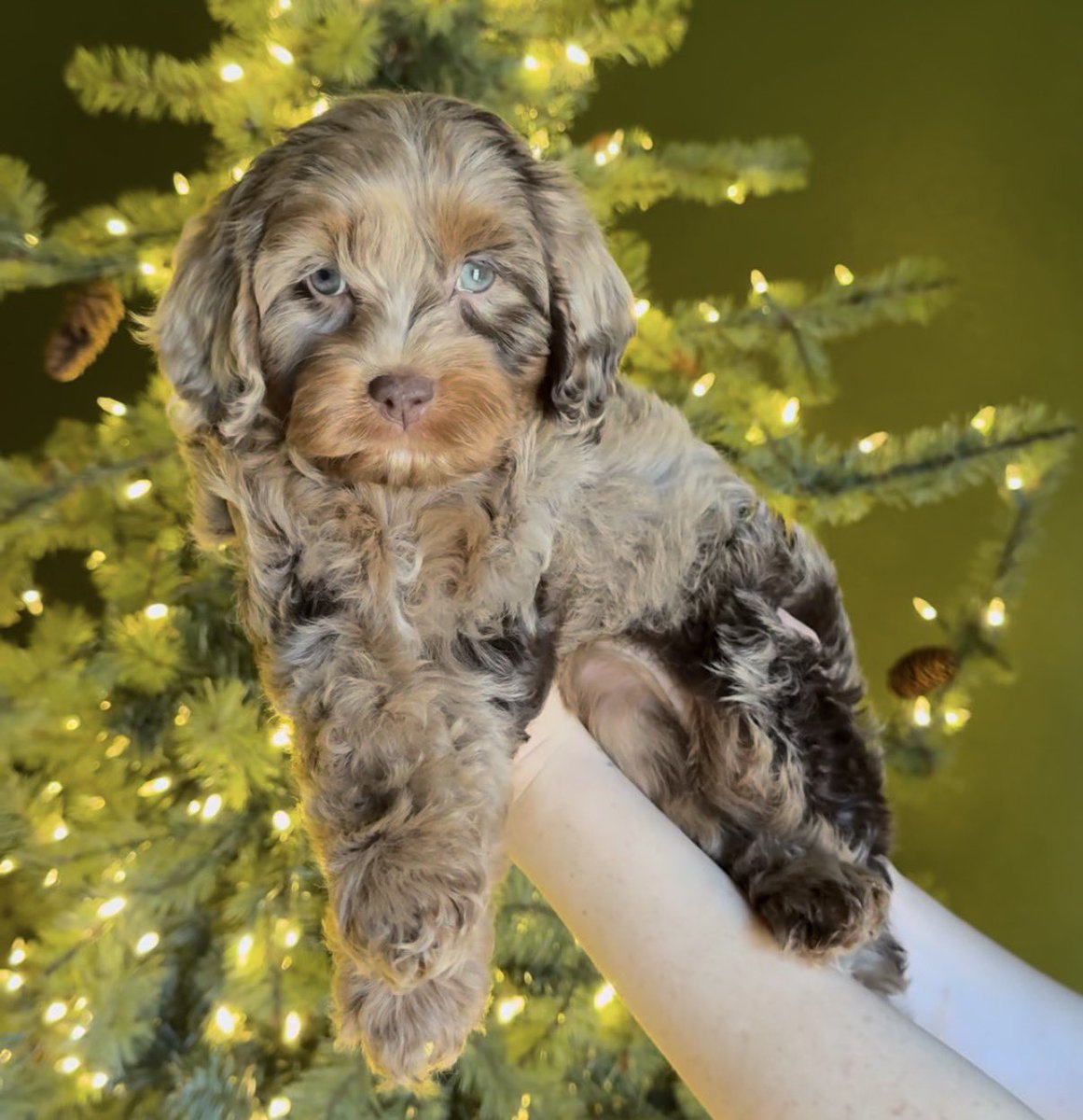 Lancevideos tweet media