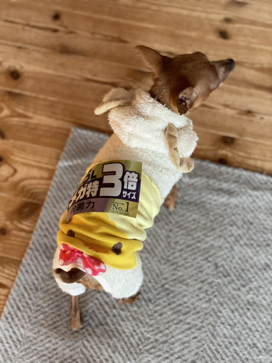 RUMKA (ルンカ)/光るリード/反射材/犬/公式/犬用品 tweet media