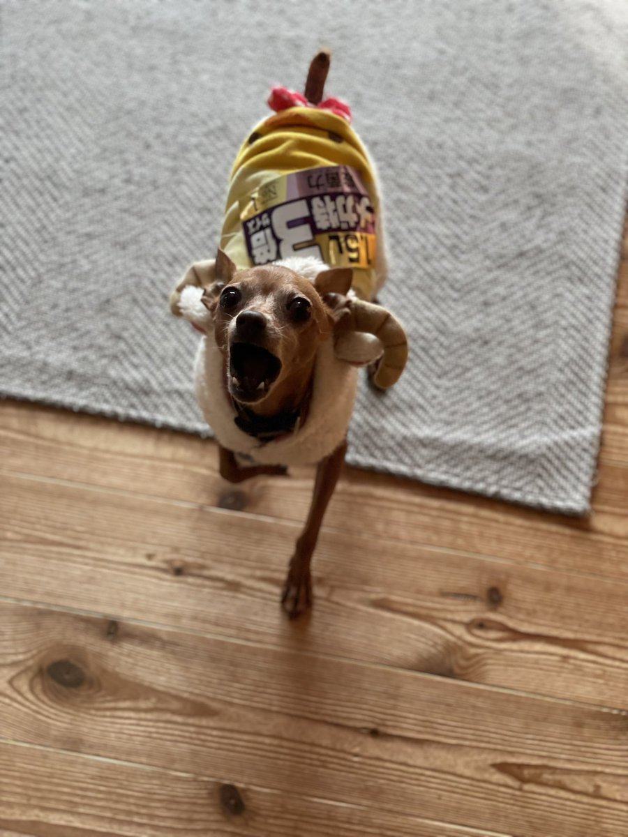 RUMKA (ルンカ)/光るリード/反射材/犬/公式/犬用品 tweet media