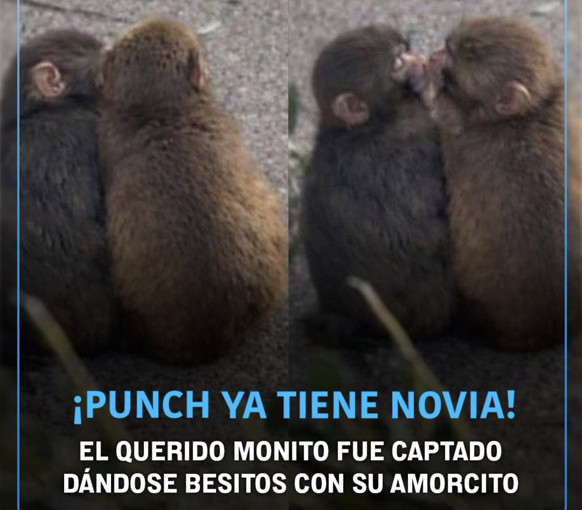 El Chulla Quiteño tweet media