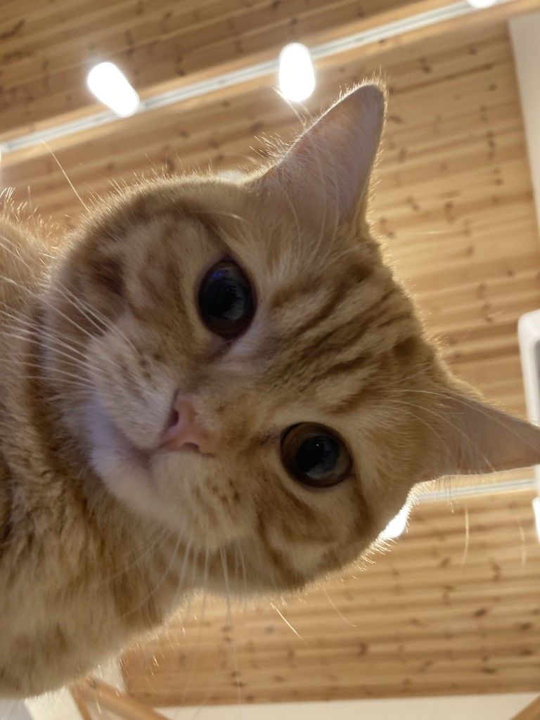 Cat Lovers 🐈 (@cats_auras) on Twitter photo 