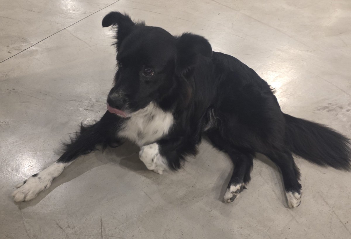 Ramiro Marra tweet media