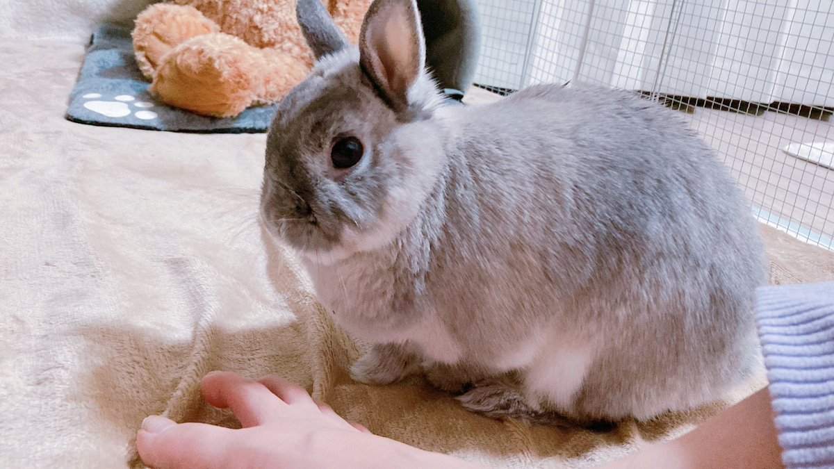 人間の足を嗅いでスンてなるゆきさん

お風呂入った後だから臭くないですよね？？？？
