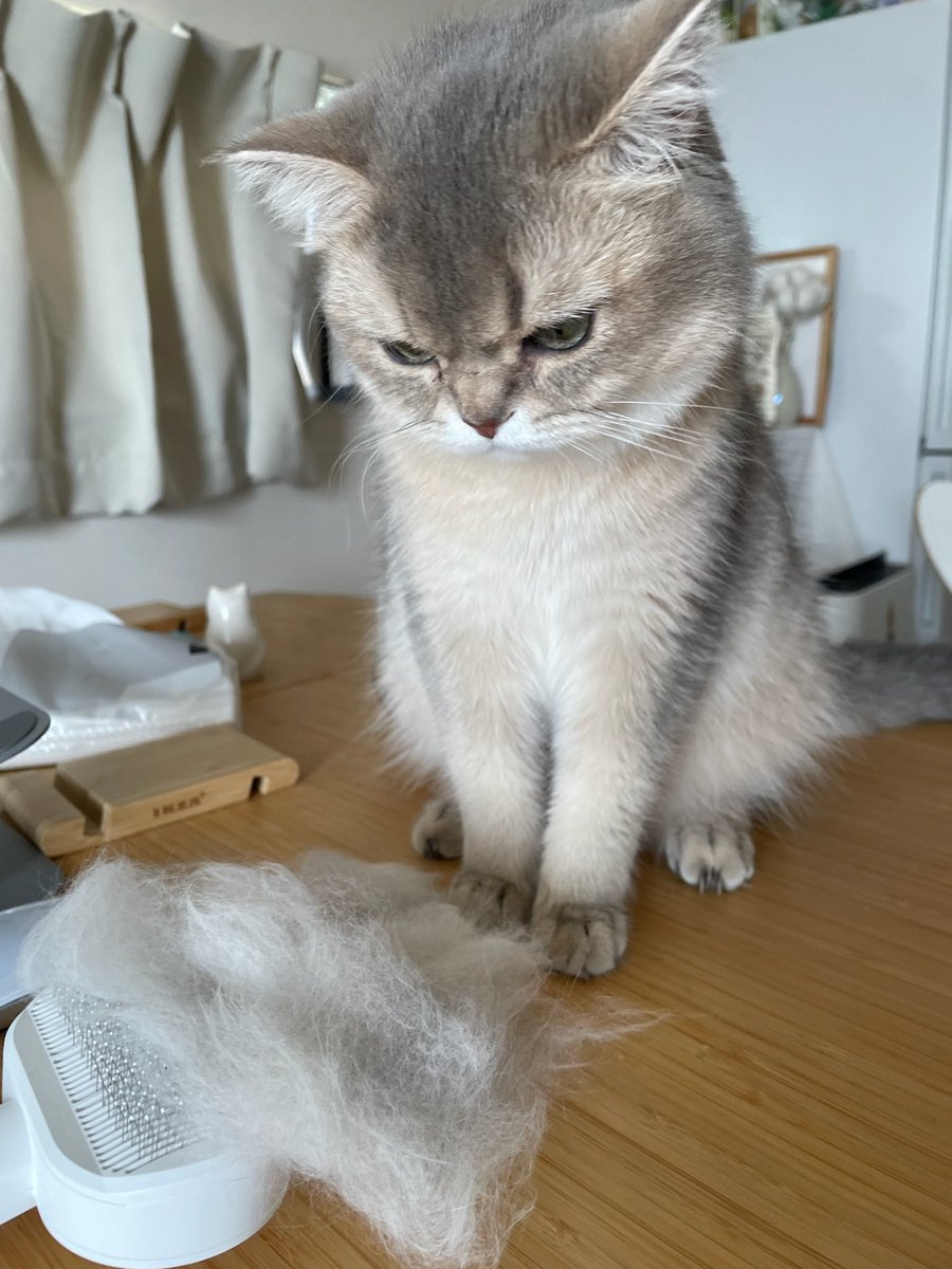 ニコ🐾ミア🐱体格差兄妹 tweet media