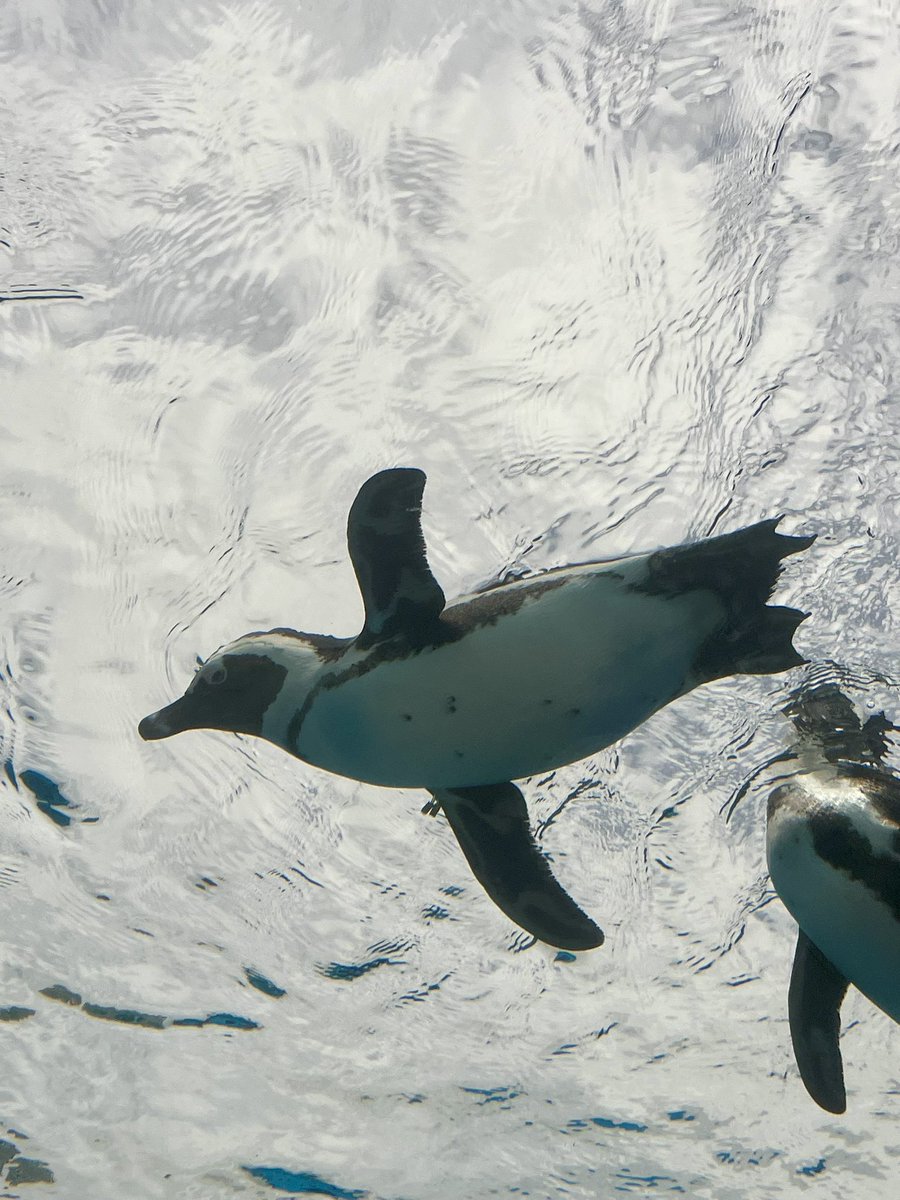 fienfeen's tweet photo. 舞台の前に #サンシャイン水族館 へ。平日でも結構混んでて💦空飛ぶペンギン見れたり、コツメカワウソのエサやりに遭遇できたり、癒された〜😊 https://t.co/96OJ1D6n4v