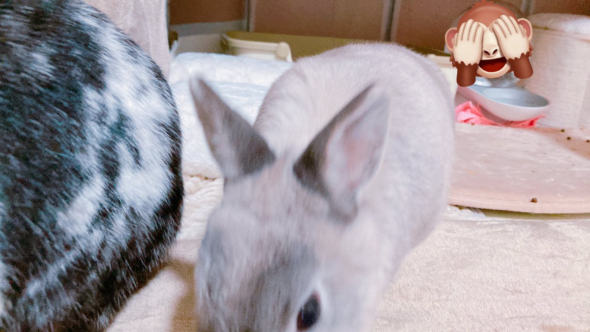 カメラ構えるとわちゃわちゃしちゃう