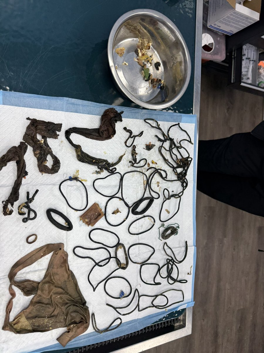 dr. zoldyck 🐶 🐱 tweet media