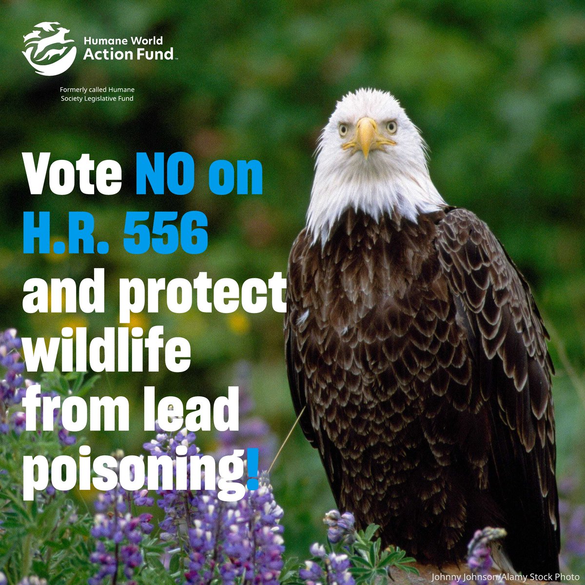 Humane World Action Fund tweet media