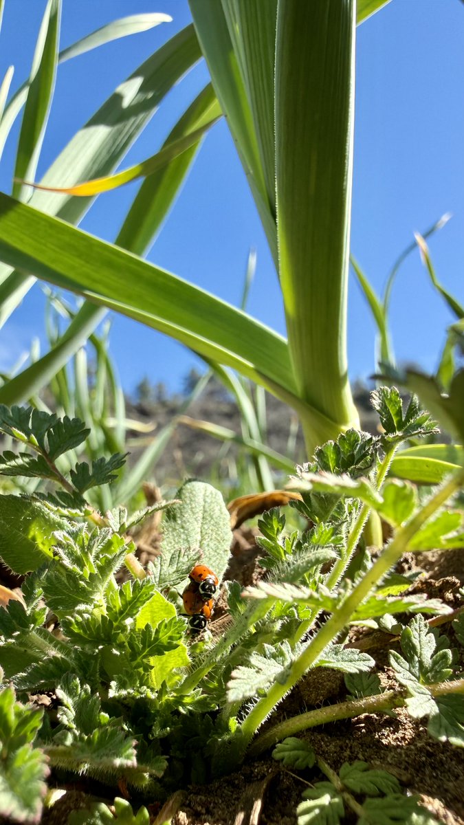 Tons of ladybugs out this year!