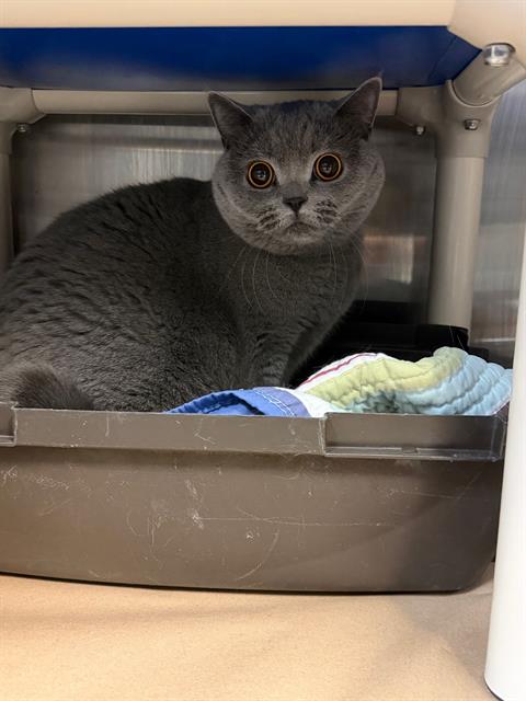 PetfindToronto's tweet image. #NORTHYORK  #WALMART PARKING LOT  Pls   RT2unite #FOUND #CAT- 14-Mar-26 #Toronto   Animal Services A1030129 #NORTH 416-338-8723 GREY EXOTIC   SHORTHAIR Unknown 2Yr