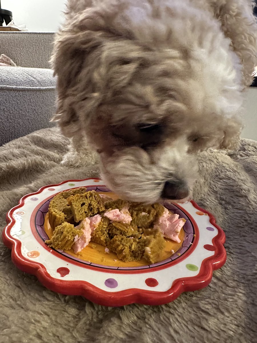 Daisy Duke the havanese 🇨🇦🌼 tweet media