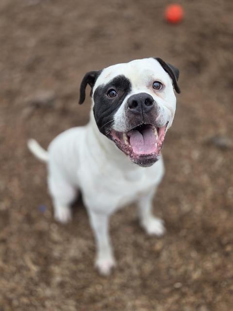 PetfindToronto's tweet image. #GALLOWAY RD #GUILDWOOD  Pls RT2unite #FOUND #DOG- 14-Mar-26 #Toronto Animal Services A1030135 #WEST 416-338-6271 WHITE BRN #BULLDOG #BOXER M/?Age