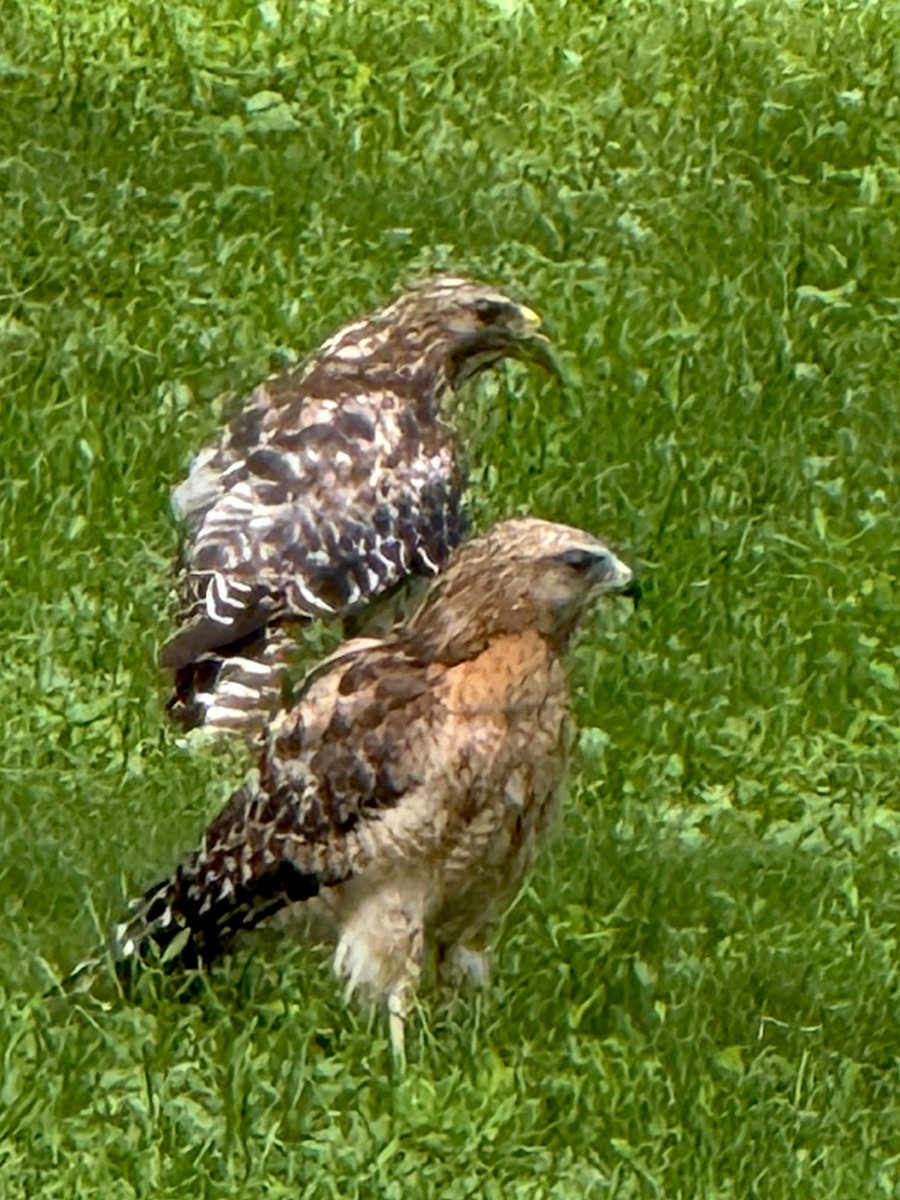 Penelope tweet media