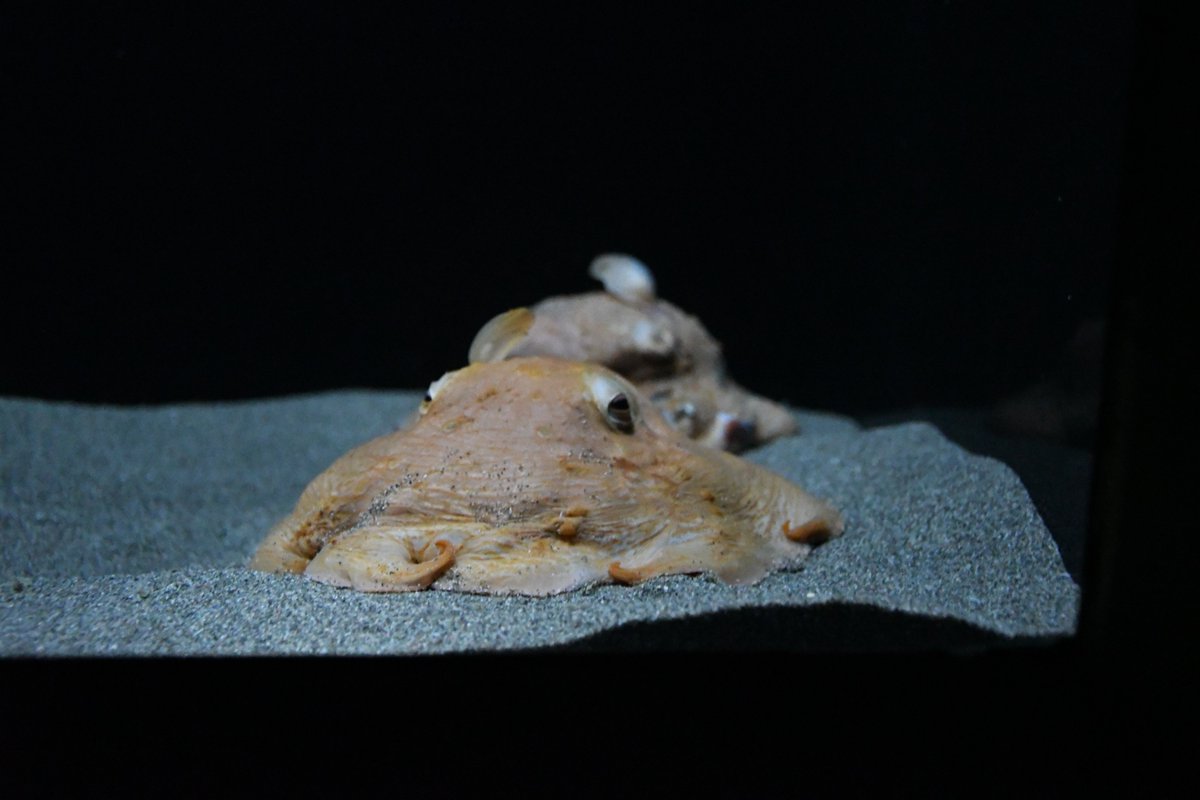 サンシャイン水族館 tweet media