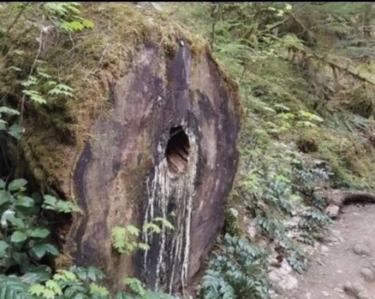 Dr. Ammosexual gatitos picantes viven en mi sangre tweet media