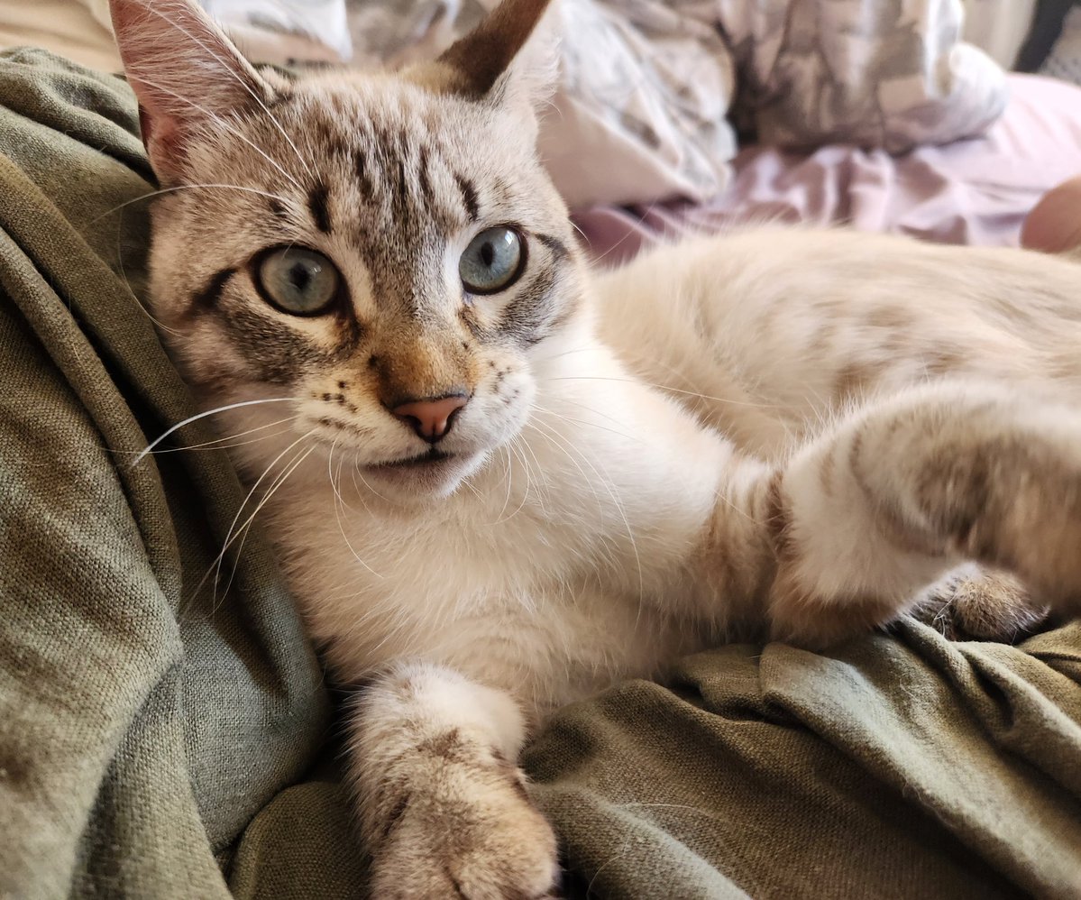 lentil & bowser 🩶 walter & bonkers 🌈 tweet media