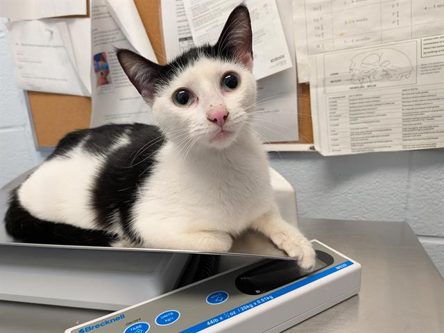 PetfindToronto's tweet photo. #BARLOW RD #CARDY PL  Pls RT2unite #FOUND #CAT- 15-Mar-26 #Toronto Animal Services A1030176 #EAST 416-338-7539 BLACK WHT DSH F/?Age https://t.co/Mxsmzv8pei