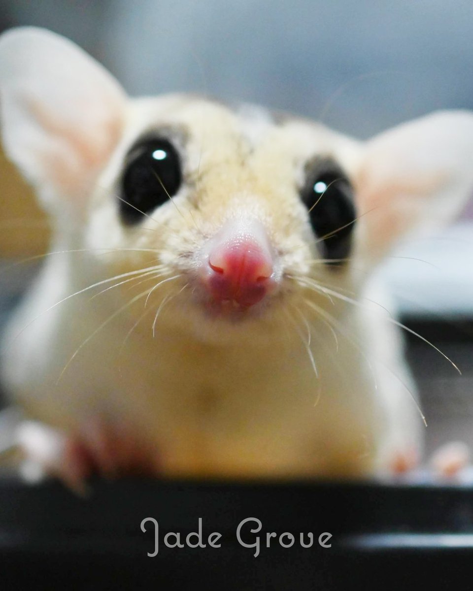 Jade Grove 小動物館【ジェイドグローブ】 tweet media