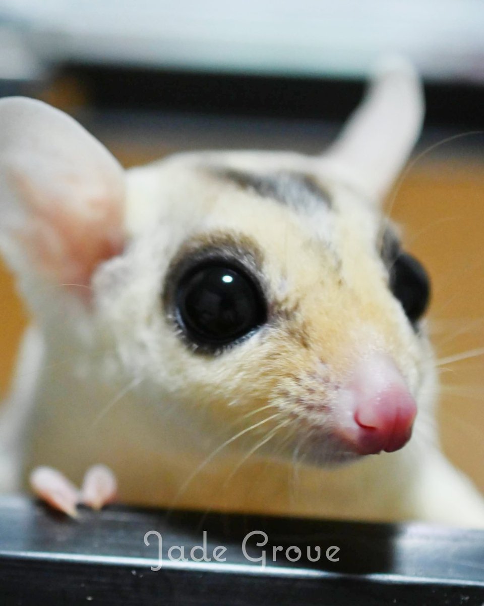 Jade Grove 小動物館【ジェイドグローブ】 tweet media