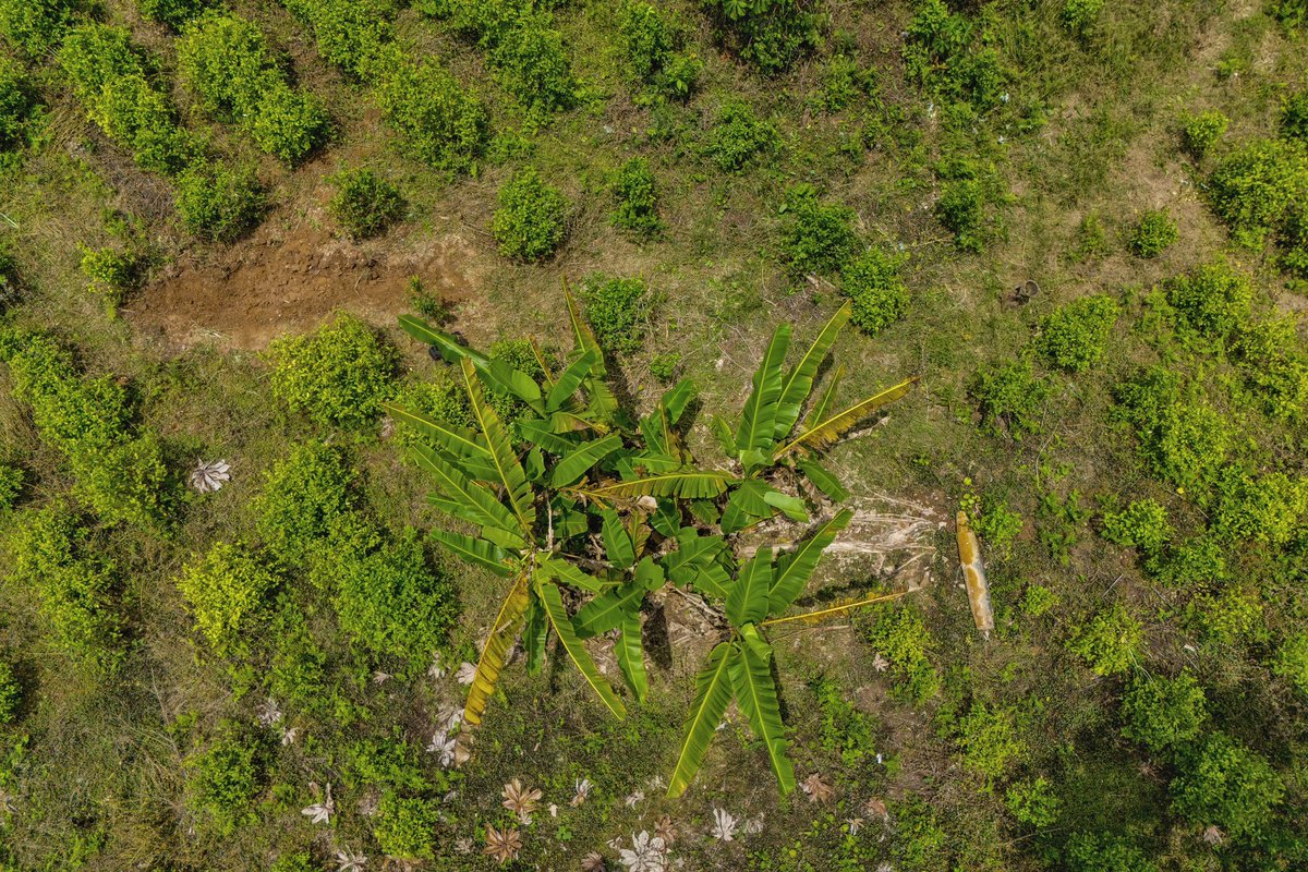 AuzMilena's tweet photo. @petrogustavo es en serio?
una bomba de hace 20 años ??

ya además que hace una bomba desenterrada en una plantación de coca??

PETRO NARCO https://t.co/7CGJ7aRlFz
