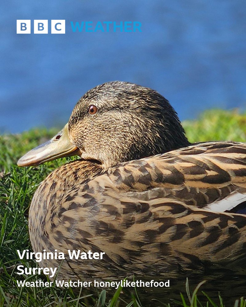 BBC Surrey tweet media