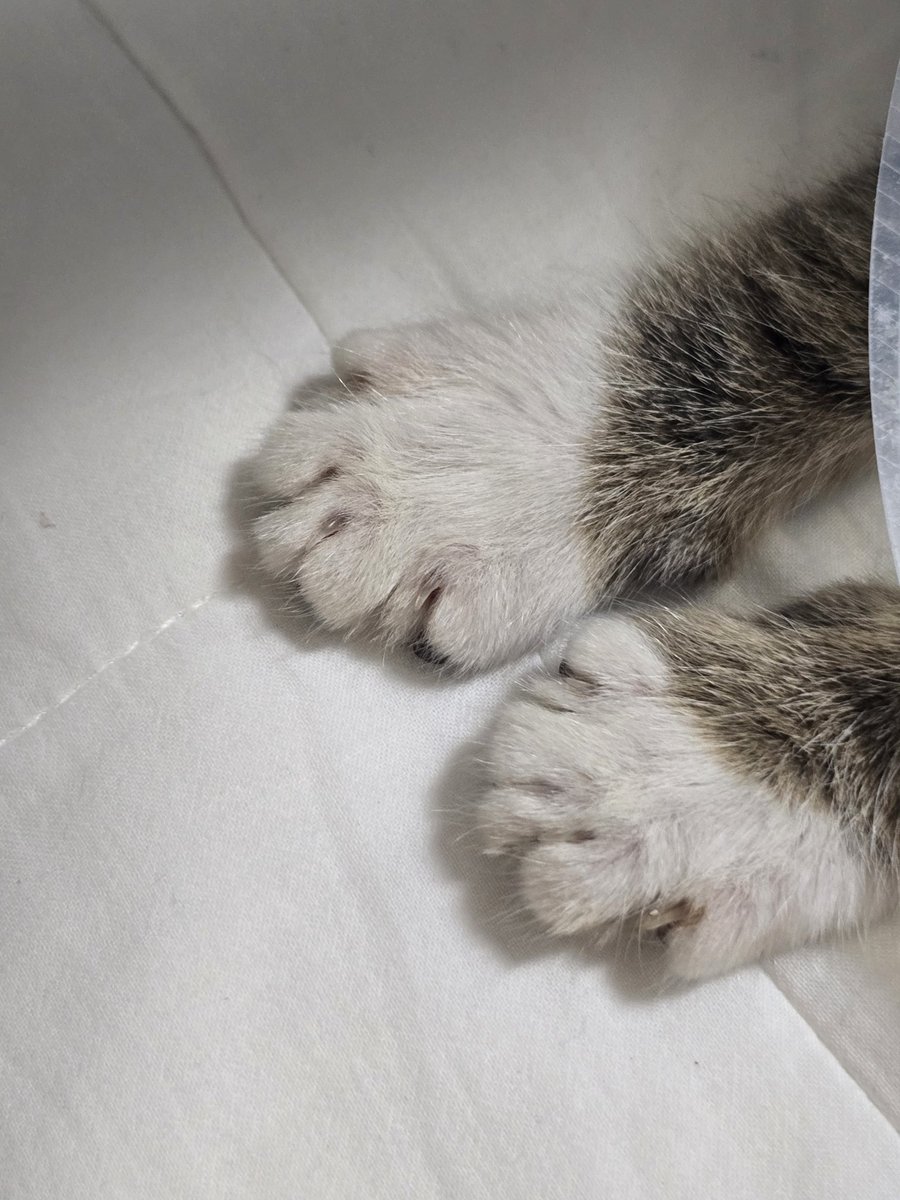 어리 𝒕𝒉𝒆 𝒈𝒓𝒆𝒂𝒕 𝒄𝒂𝒕 tweet media