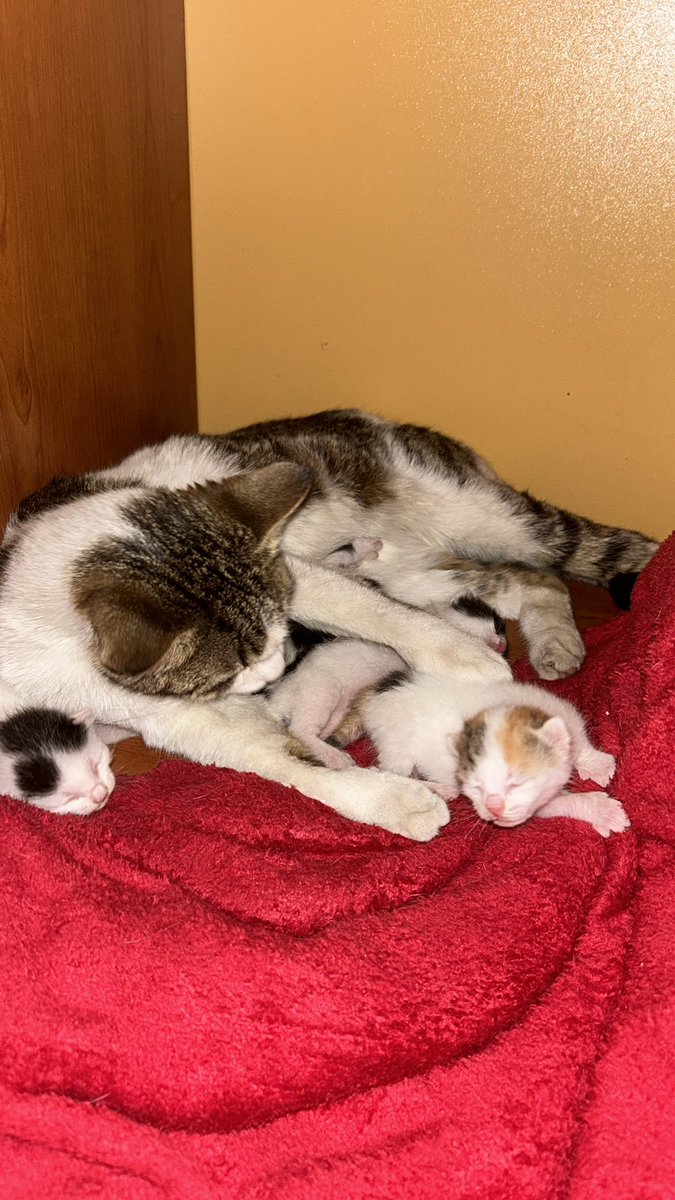 susu ٠࣪⭑ tweet media