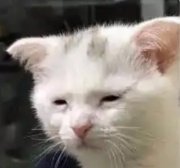 McShitpost Burger tweet media