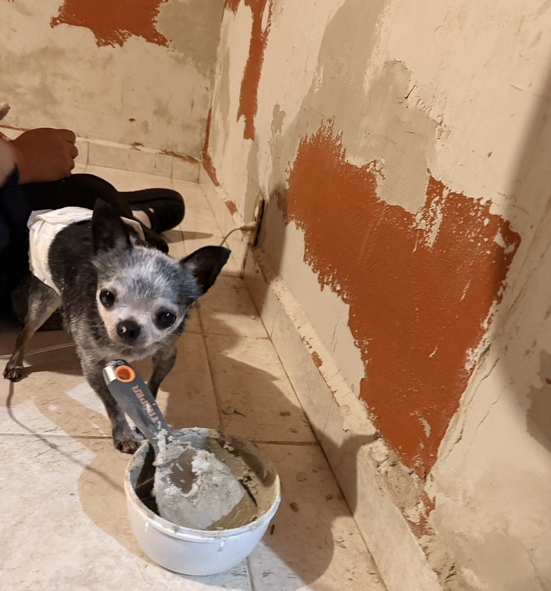 Queridos amigos 🐾
No estamos activos por acá pues estamos súper ocupados en las reparaciones del cuartel. Chenchito es mi chalán y me está ayudando a resanar las paredes para dejar nuestro hogar muy lindo como siempre 🥰
Hoy se nos cayó el cielo, las lluvias ya llegaron y