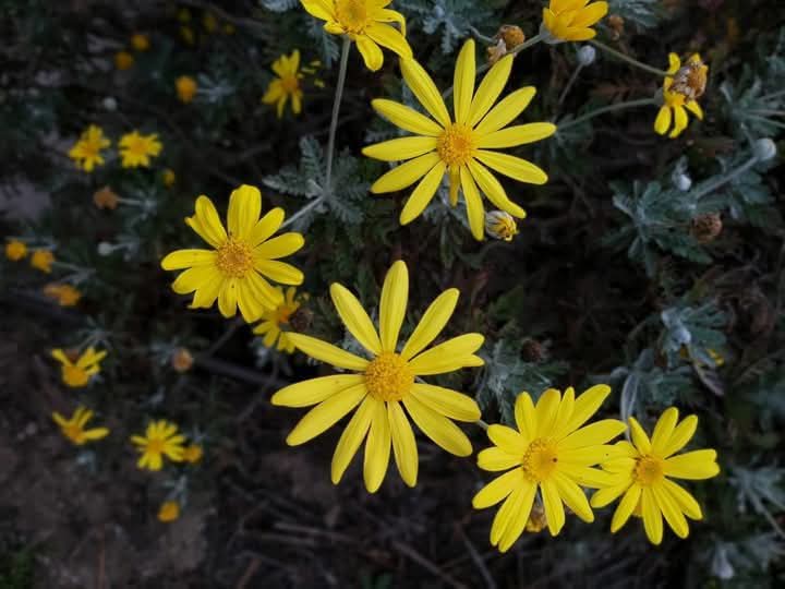 Arnau Cabeza Garrido tweet media