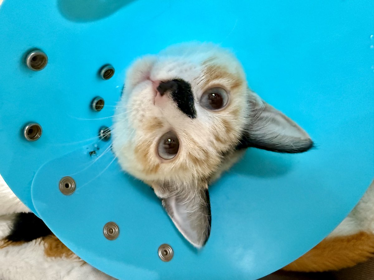 omochi_nam01's tweet photo. まめちゃん。少しカラー生活に慣れたのか、ゴロゴロし始めました＼(^o^)／ 良かった！ https://t.co/ie94M7Ar7h