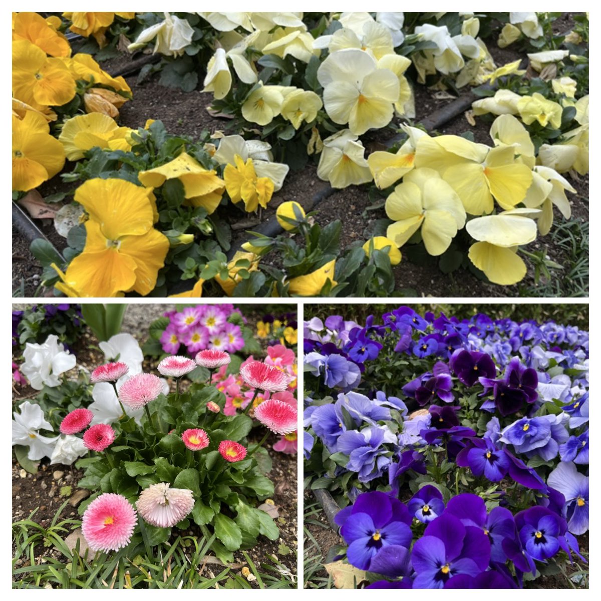 うちだのおじさんでーす🏎️ tweet media