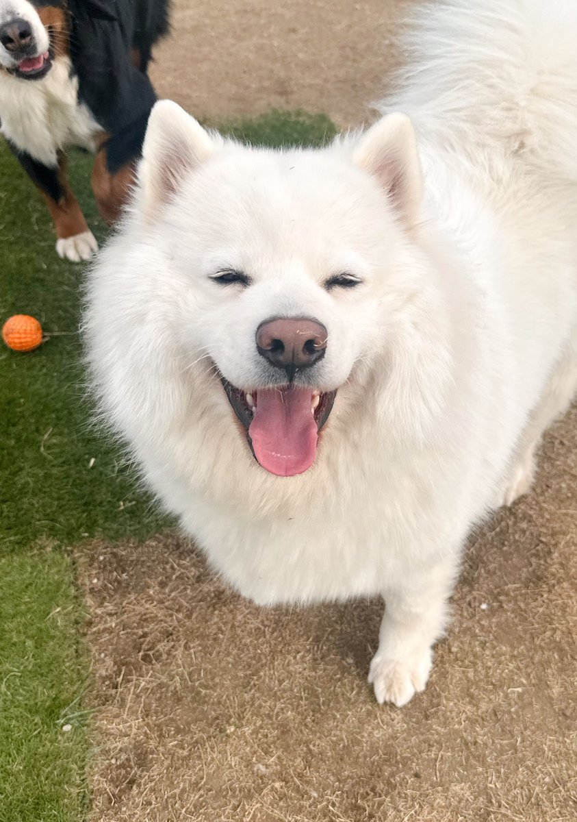 大型犬カフェGRAND MOU《ぐらんむー》 tweet media