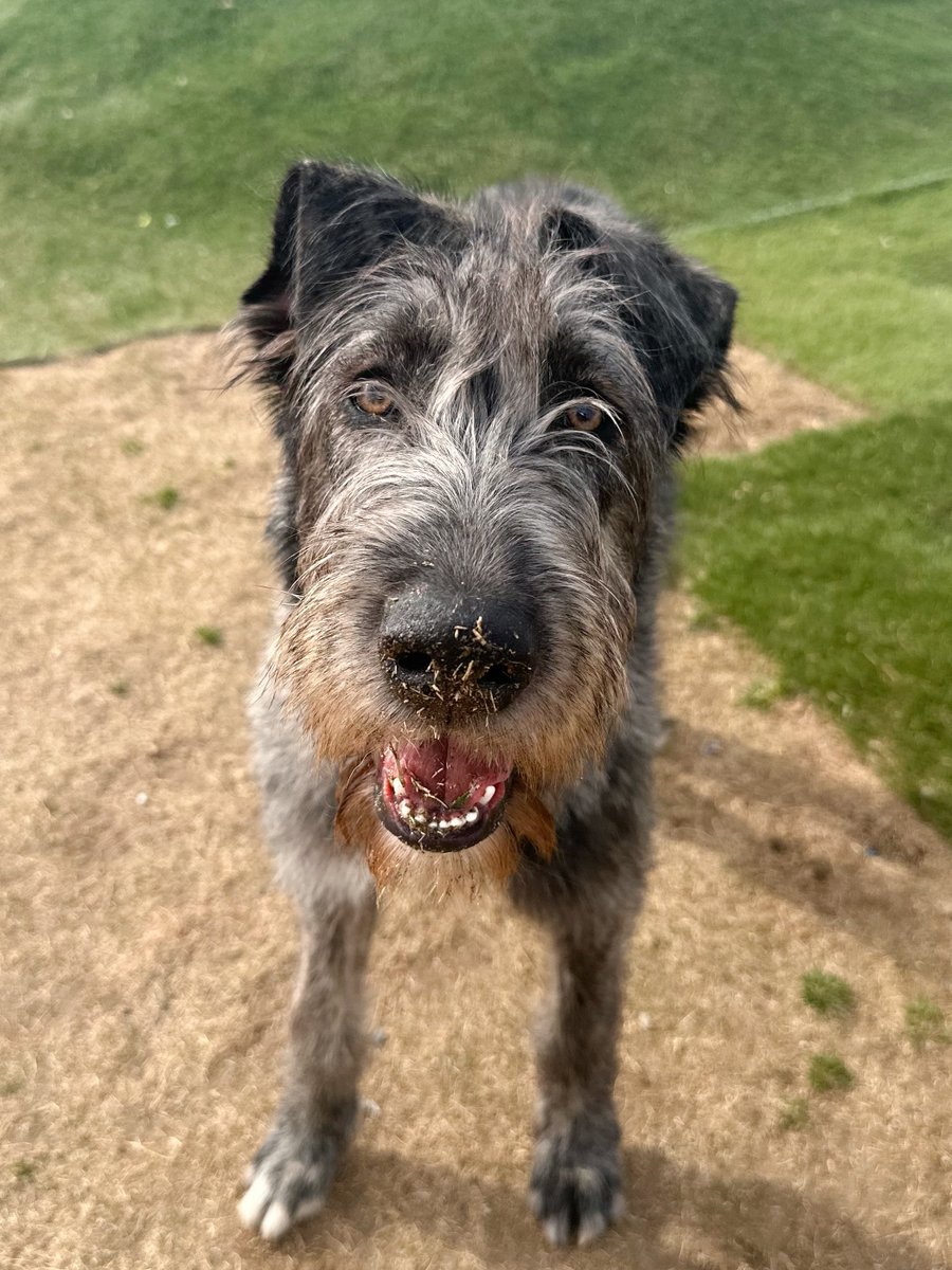 大型犬カフェGRAND MOU《ぐらんむー》 tweet media