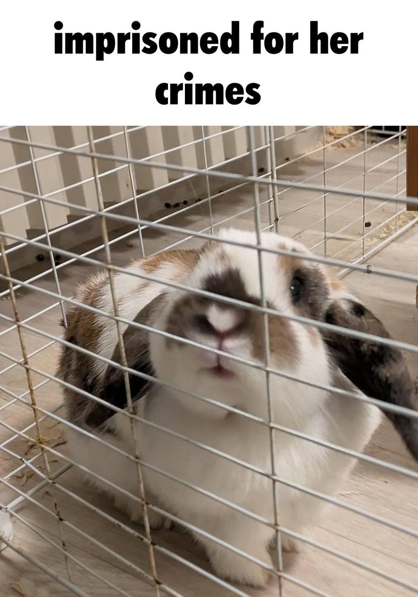 alice/flecki tweet media