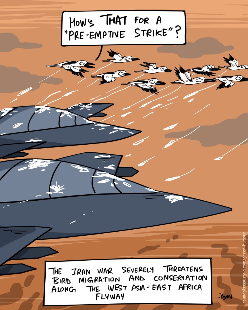RGSustain1's tweet photo. Pre-emptive strike, bird edition!
The Iran conflict is disrupting migration routes across the West Asia–East Africa Flyway, threatening bird conservation.
In this week’s Green Humour by Rohan Chakravarty.
#PreEmptiveStrike #BirdConservation #IranConflict #MigrationRoutes #GreenHumour