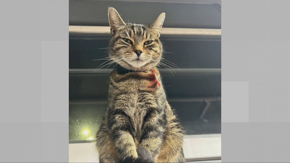 Victoria Whittam tweet media