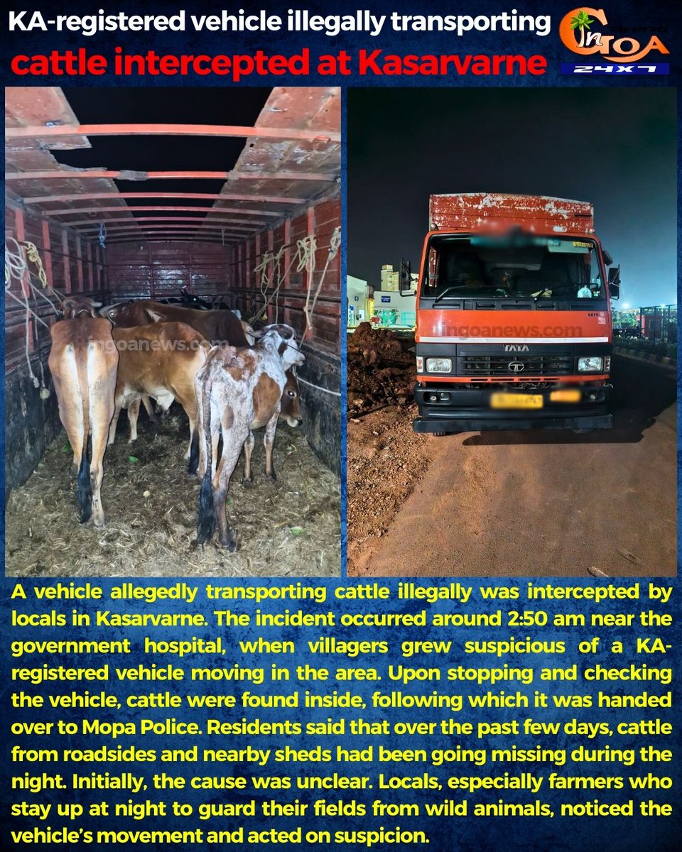 InGoa24x7's tweet image. KA-registered vehicle illegally transporting cattle intercepted at Kasarvarne 

#Goa #Goanews #Illegal #Cattle #Transport