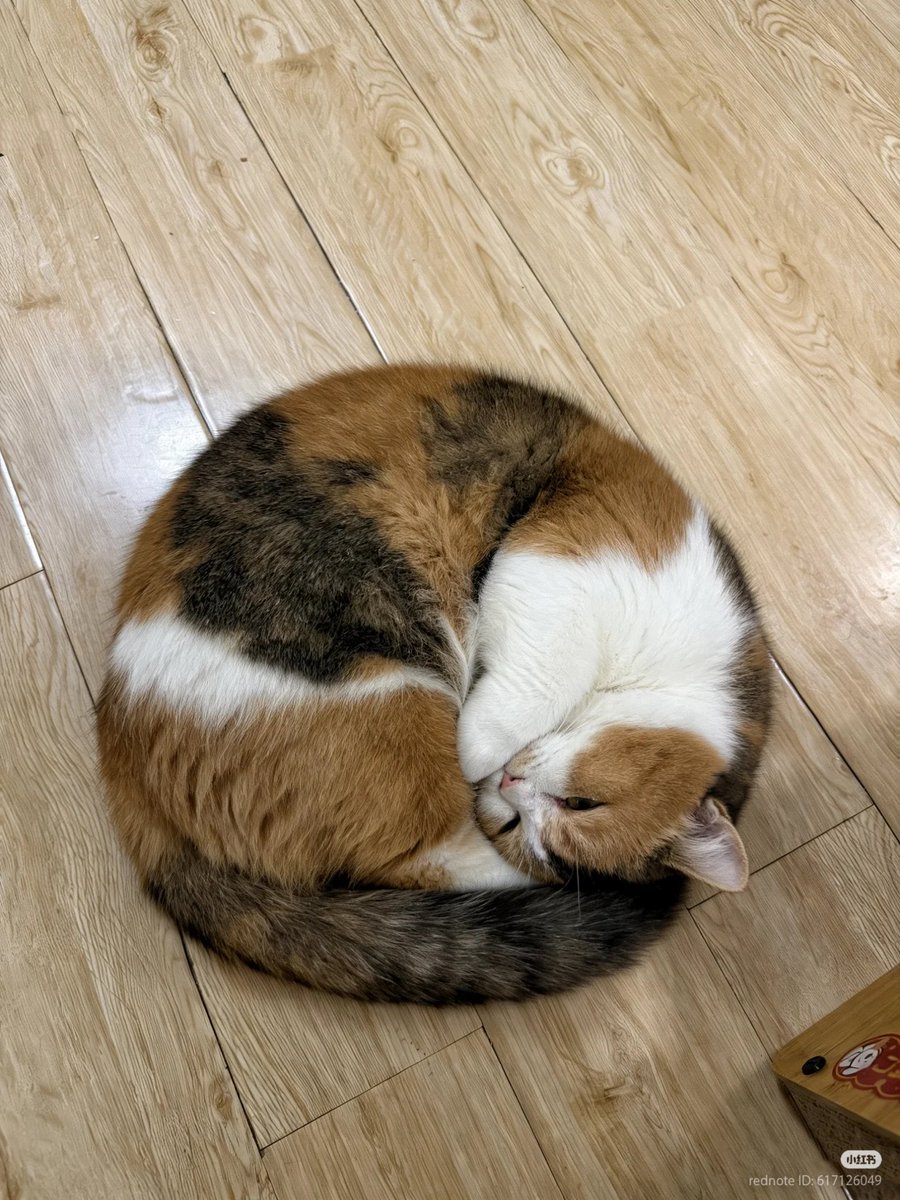 No Context Cats tweet media