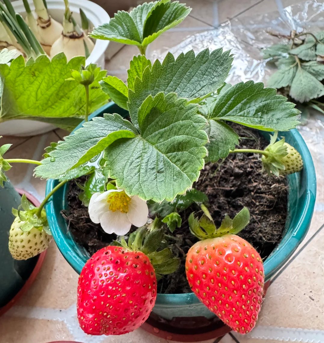 Rodney Edwards tweet media