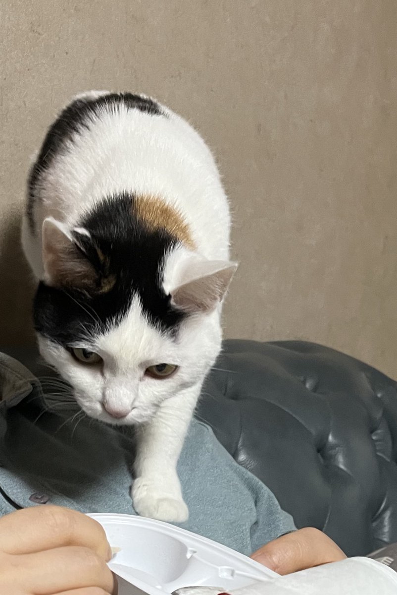 망고금동 tweet media