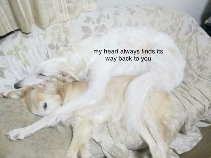 caninepoetry tweet media