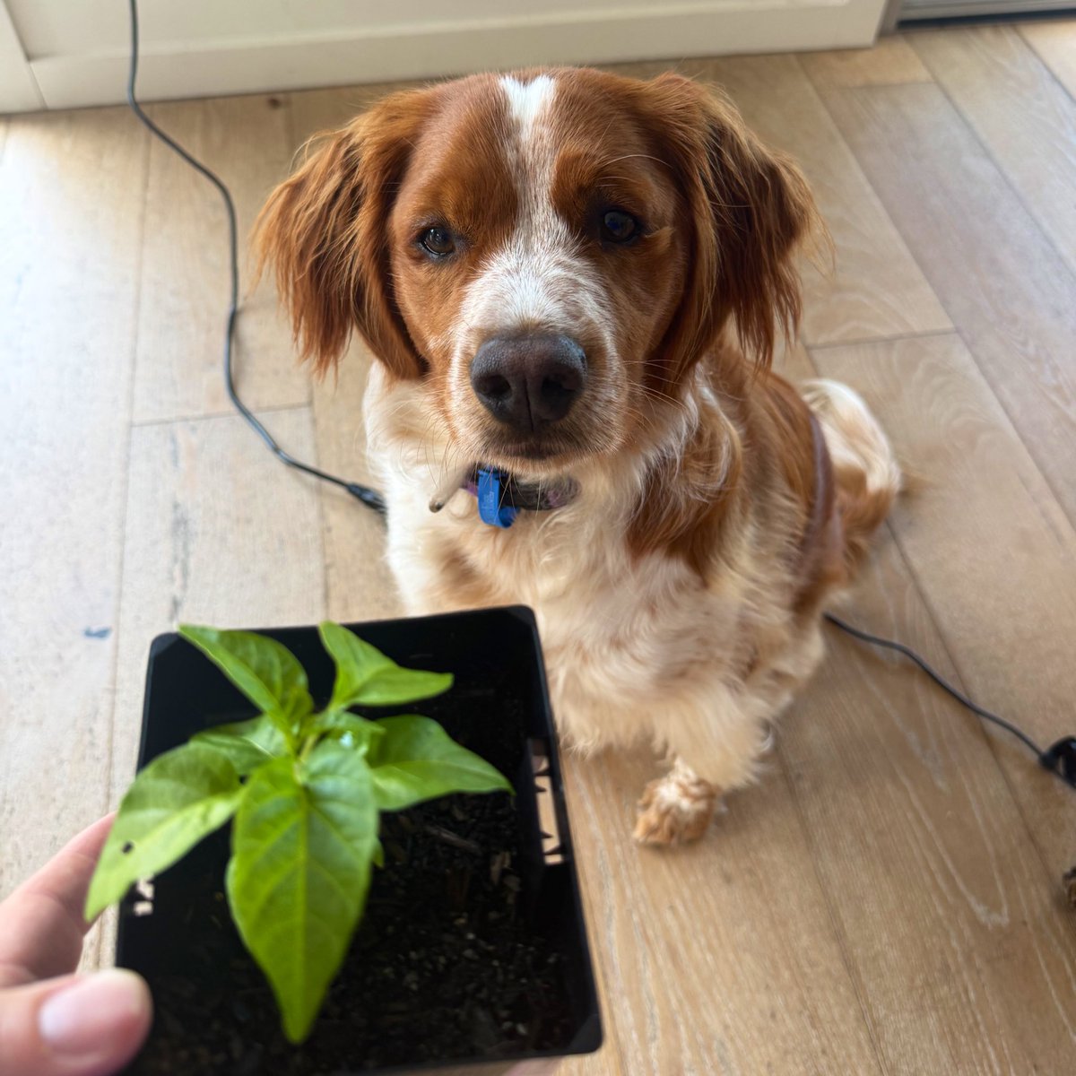 Andrew VK3BQ tweet media