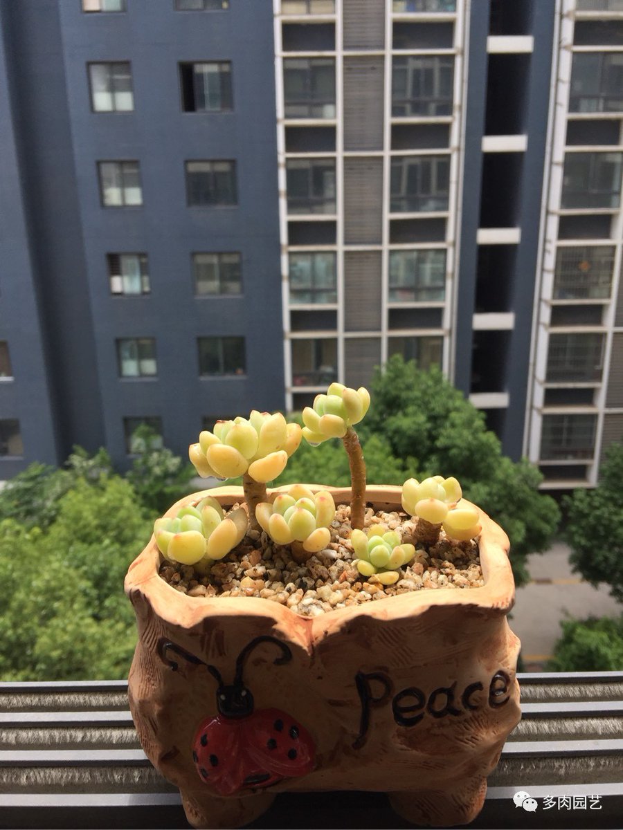 erik jasson tweet media