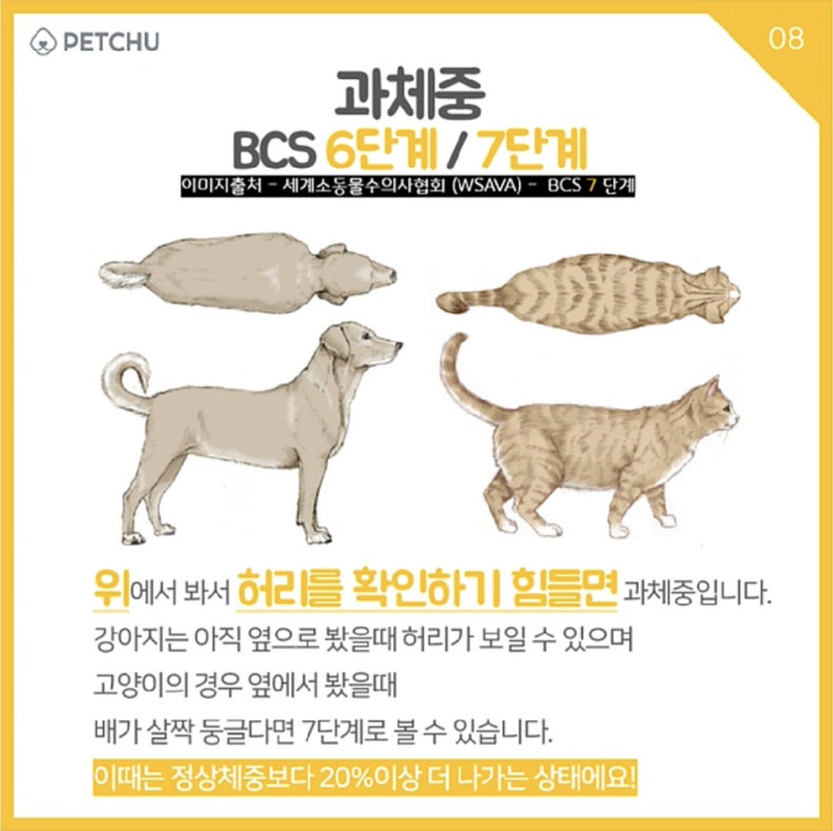 ranunsday's tweet photo. 눈바디로 알아보는 
🐶강아지 고양이 BCS측정법🐱

BCS는 눈으로 보는 방법과 
손으로 만지는 방법으로 평가한는데요
위에서 내려다 보며 갈비뼈, 허리를 확인하고
옆에서 허리의 모양을 다시 한번 확인한 다음 
손에 힘을 뻬고 가볍게 몸통을 만져서 확인하는 측정법이에요

1,2 단계는 야윈 상태
3,4 단계는 저체중
4,5 단계는 정상체중
6,7 단계는 과체중
8,9 단계는 비만

정상 체중이 제일 이상적이긴 한데
살짝 과체중인 아이들이 왜 이렇게 귀여울까요 🐕🐈‍⬛