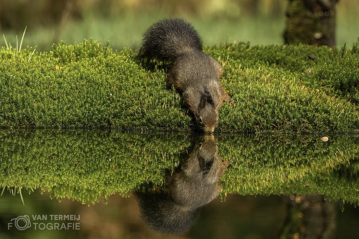 #eekhoorn #squirrel #wildlife #zoomnl #derooijfotografie #nikonphotography #nikon #natuurfotografie_nl #nature #nationalgeographic #mooistefotovannederland #mooistefotovandedag #natuurlijk #bos